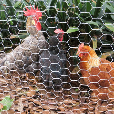50m Roll Galvanized Steel Wire Chicken Mesh Netting Hexagonal Mesh Wire Netting
