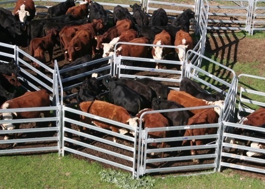6 Square Rails 1.8m X 2.09m Heavy Duty Cattle Panel With Locking Pins