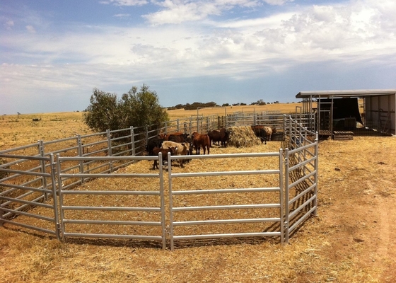 Oval Tube Galvanized Cattle Panel Australia Standard