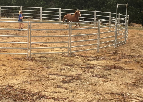 Galvanized Welded 1.8m Height Yard Fence Panel For Livestock Horse Farm Fencing