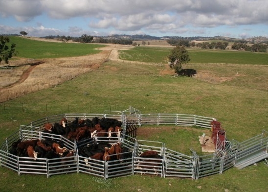 1.8m×2.1m Frame Frame 120g/M2 Coating Heavy Duty Cattle Panel