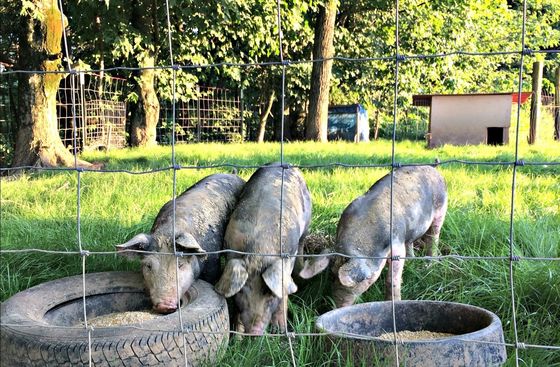 In Lager Vieh Knot Feld Rinder Zaun Schweinezaun Schutzzaun zum Verkauf
